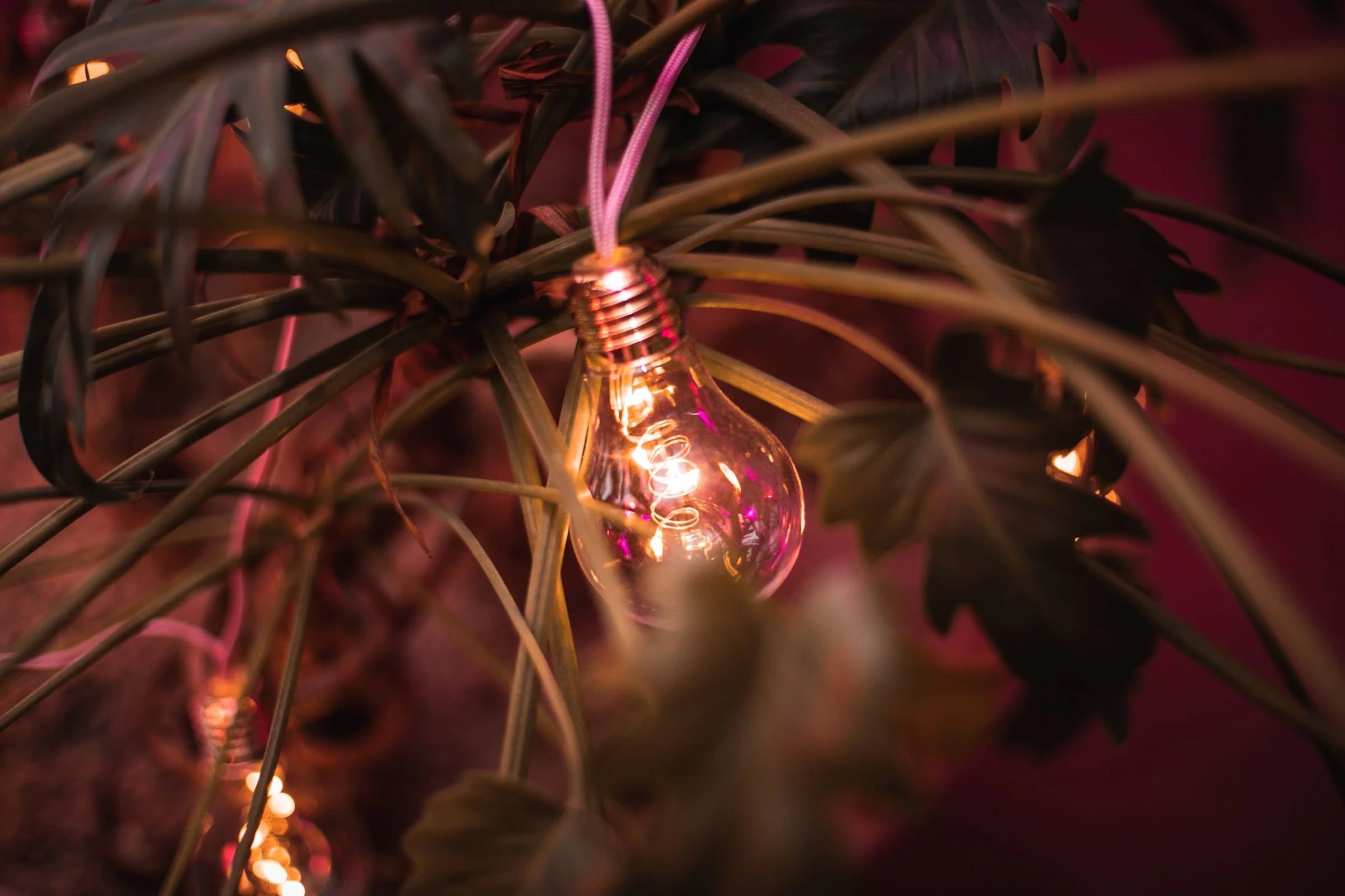 Decorative filament bulb among plants at Relatable’s anniversary event